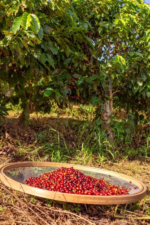 Circuito das Águas Paulista conquista Indicação Geográfica para o café