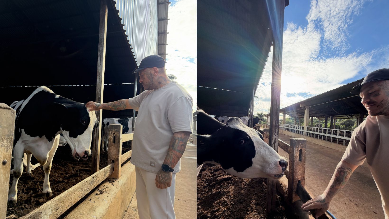 influencer Toguro em fazenda de leite - pecuaria leiteira - cocando vaca
