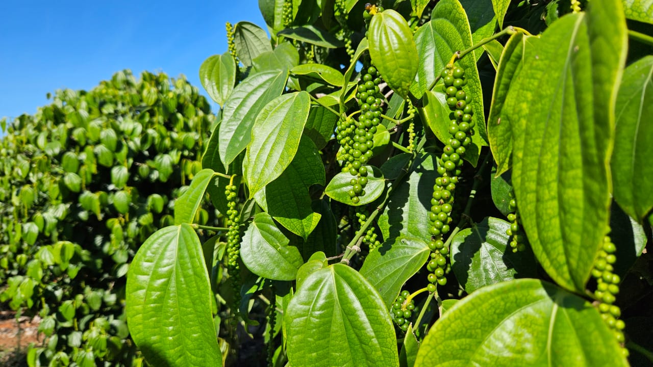 planta com cachos da pimenta-do-reino ainda verde