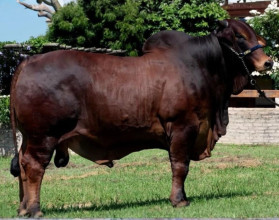 touro da raca sindi - Rafado FIV da Estiva