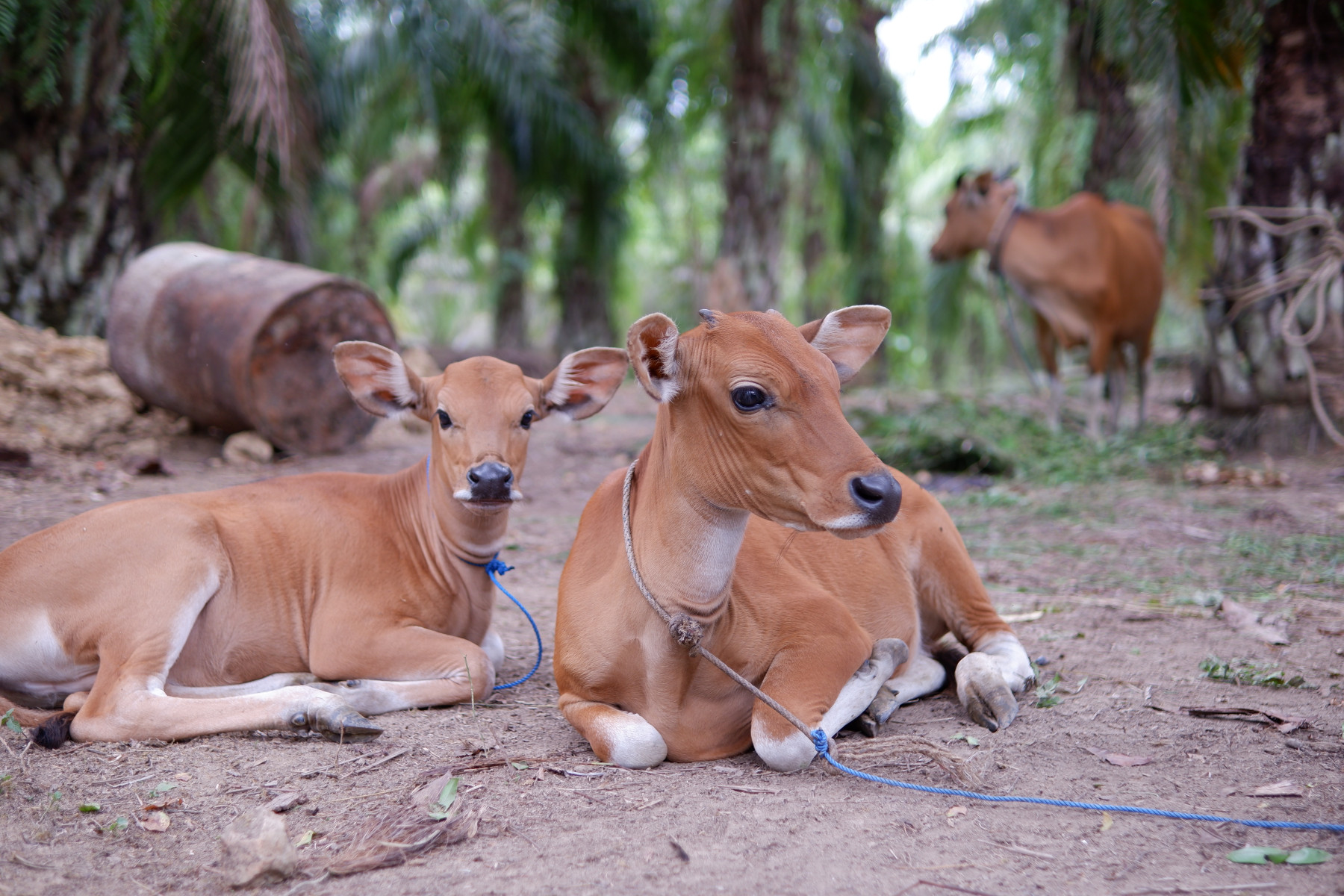 Conheça a vaca balinesa: a vaca que se parece com um cervo
