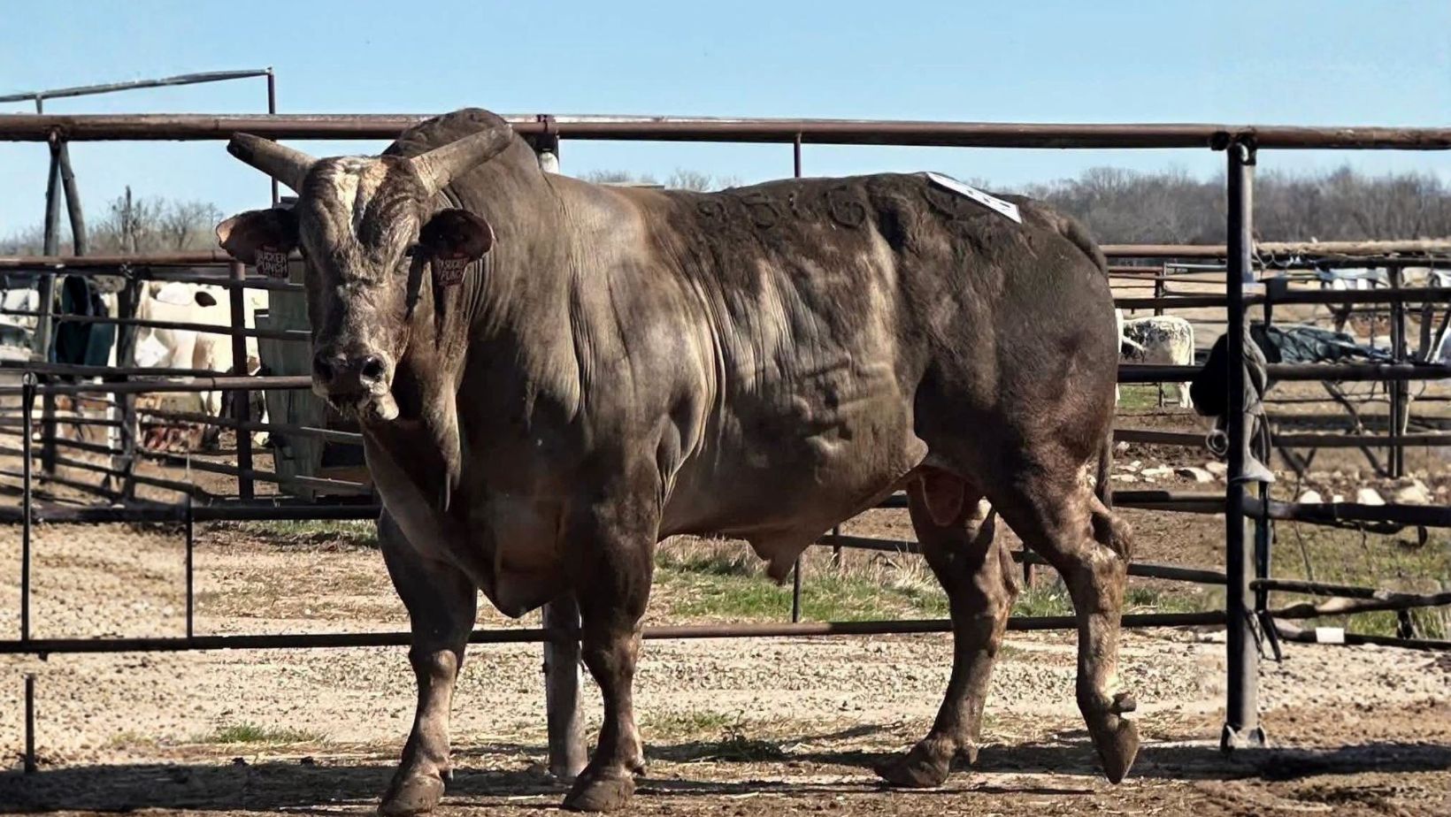 956G Sucker Punch - touro de rodeio