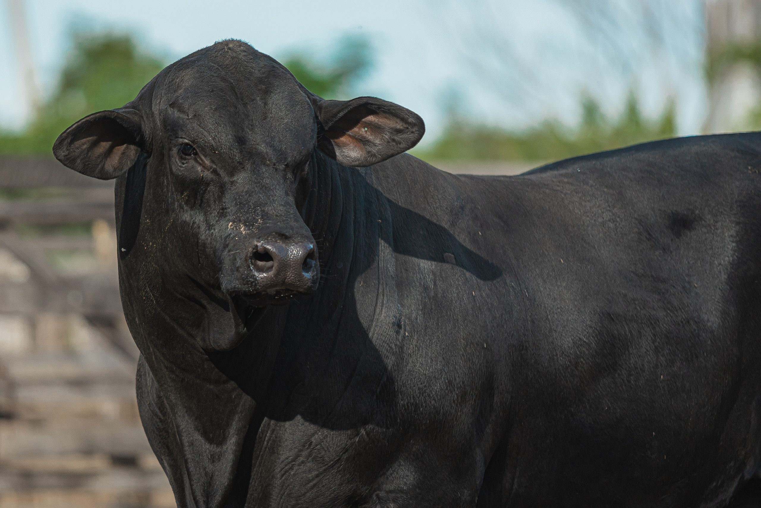 Embrapa cria IA gratuita para ajudar pecuarista a escolher touros Brangus
