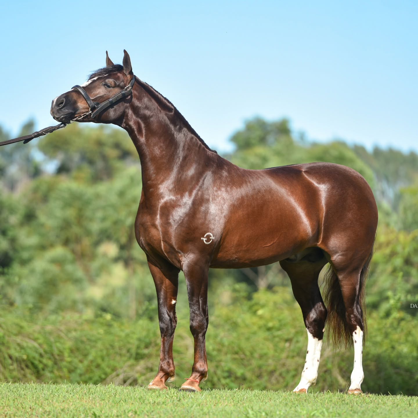 Cavalo Mangalarga Mbappe CASS