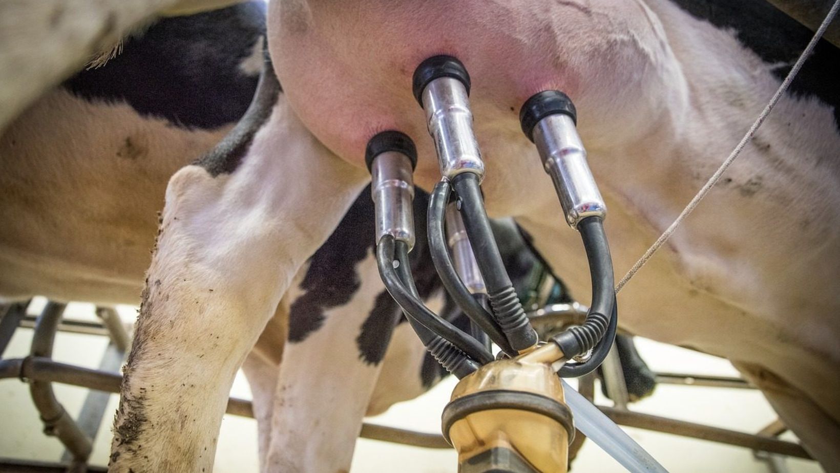 Fazenda eleva producao de leite em 50 ajustes em manejo e ordenha
