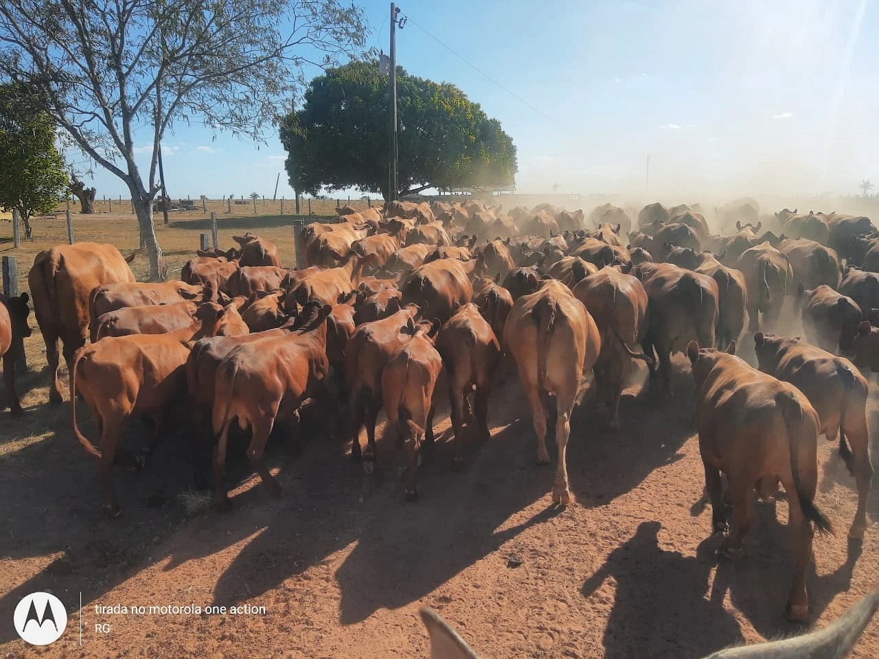 Gado Senepol Fazenda Taquarucu