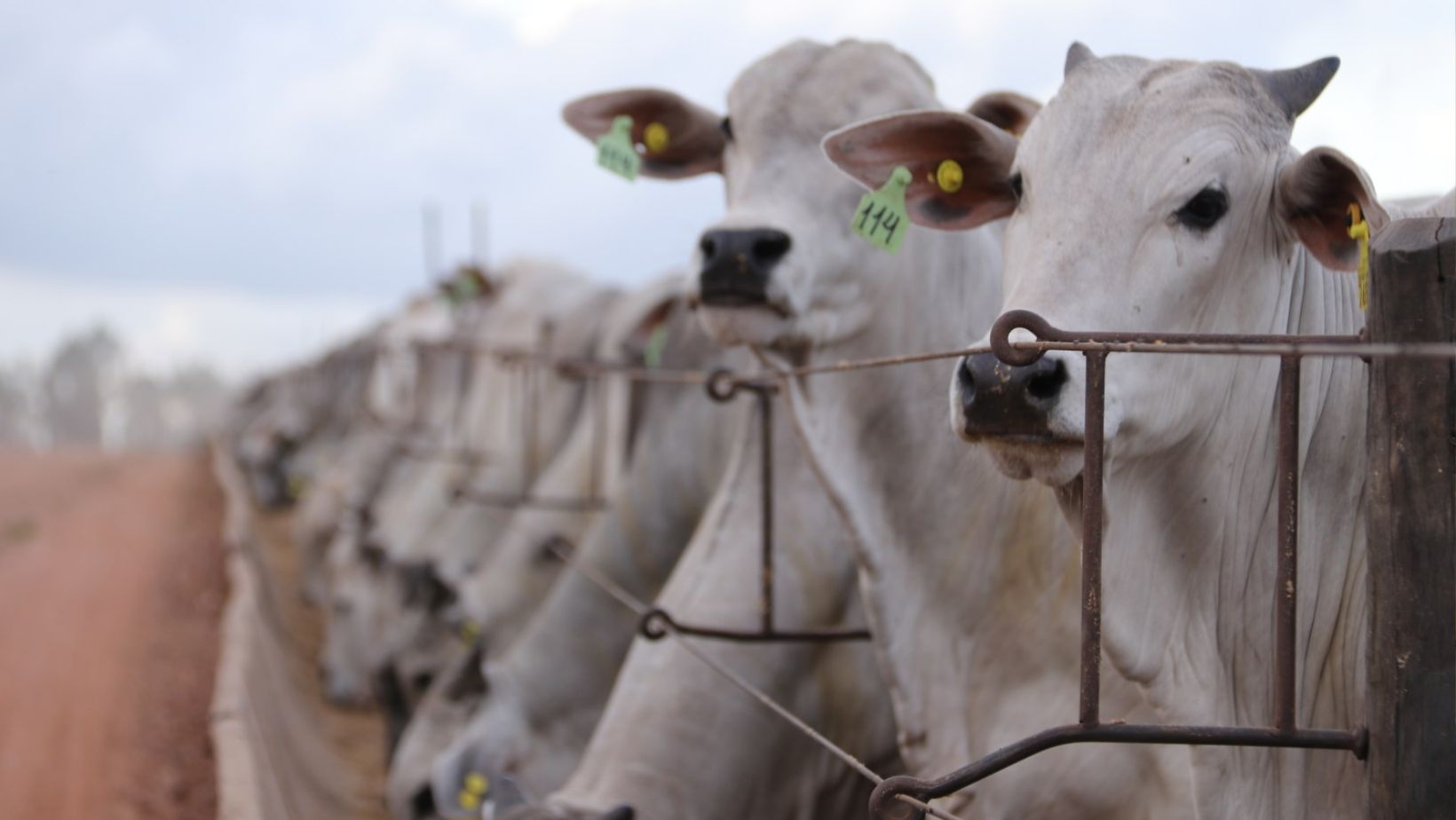 MFG Confinamento - uso de antibioticos