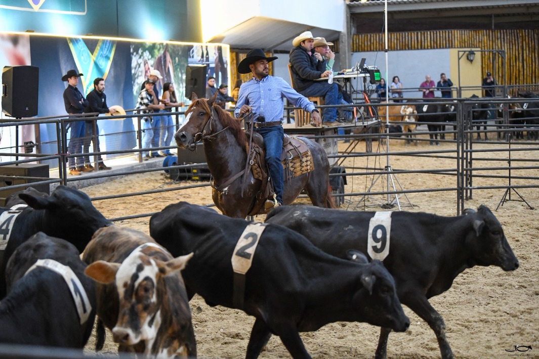 Nacional do Mangalarga - Ranch Sorting