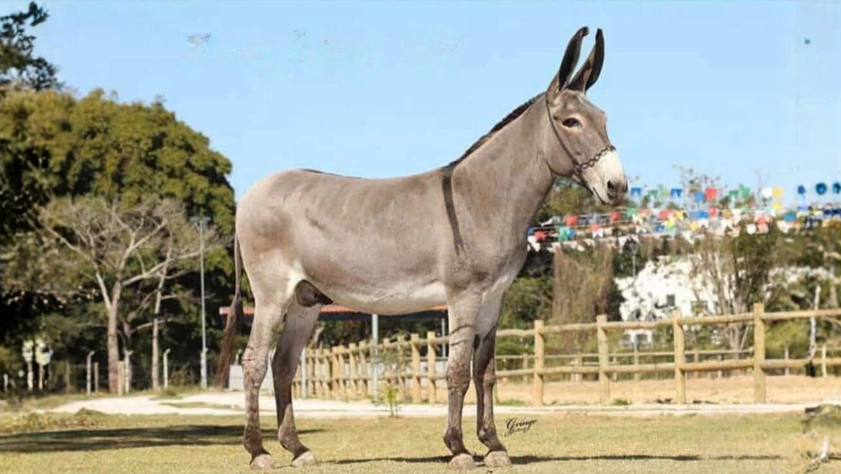 Playboy RF - Jumento da raca Pega