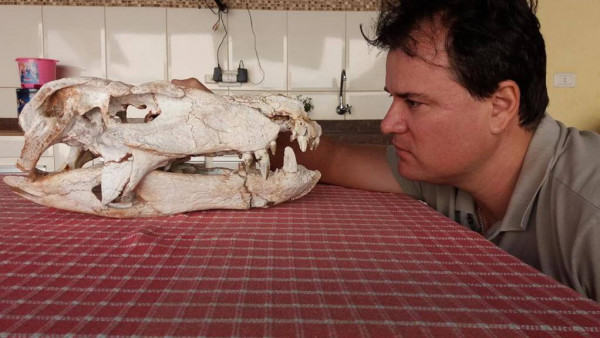 Na imagem, o Prof. Cadu encara um crânio de Baurusuchus adulto datado em 85 milhões de anos. Foto: Divulgação / MPF