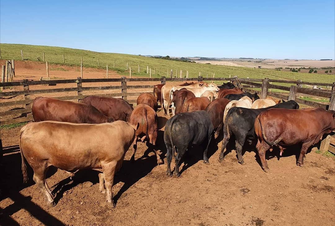 Senepol x F1 Angus / Foto: Fazenda Taquaruçu