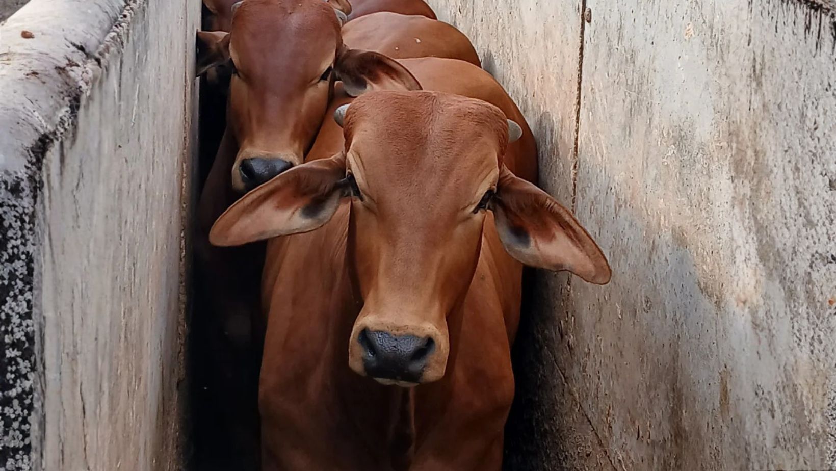 Touros da raca Sindi da Fazenda Taquarucu