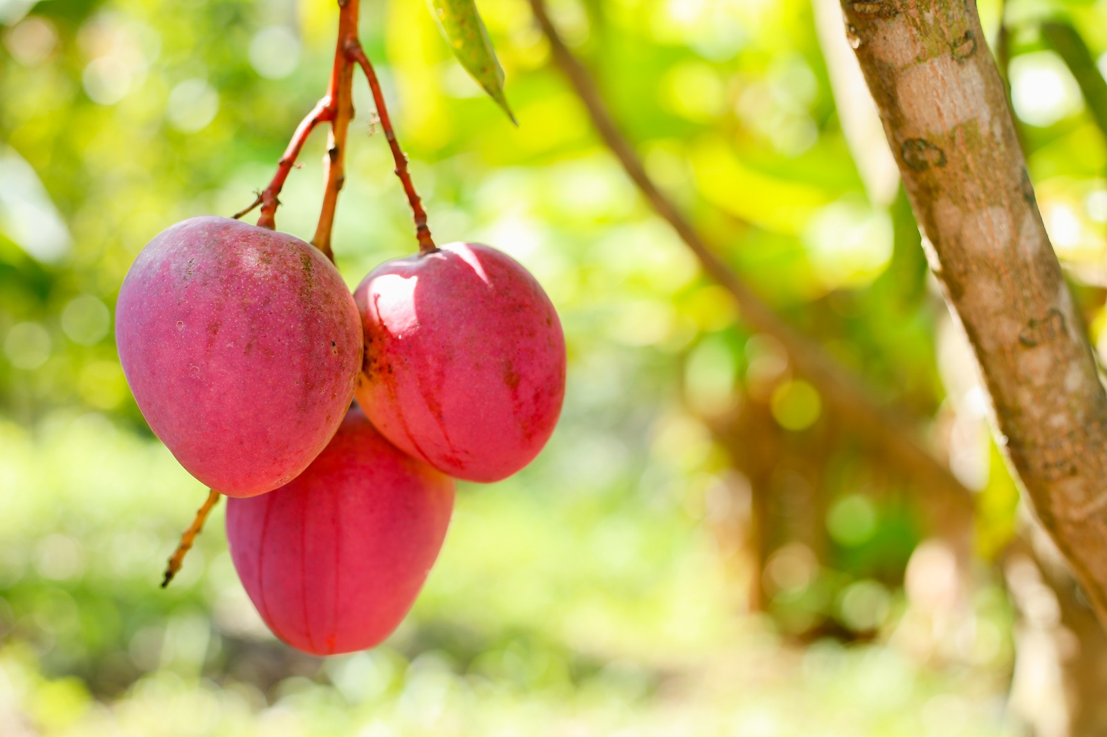 Exportação recorde: rastreabilidade vira passaporte para frutas brasileiras conquistarem espaço no mercado internacional