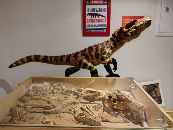 Réplica e fóssil de Baurusuchus, crocodilomorfo da época dos dinossauros com 85 milhões de anos, encontrado em Fernandópolis e depositado no museu de Paleontologia da cidade. Foto: MPF