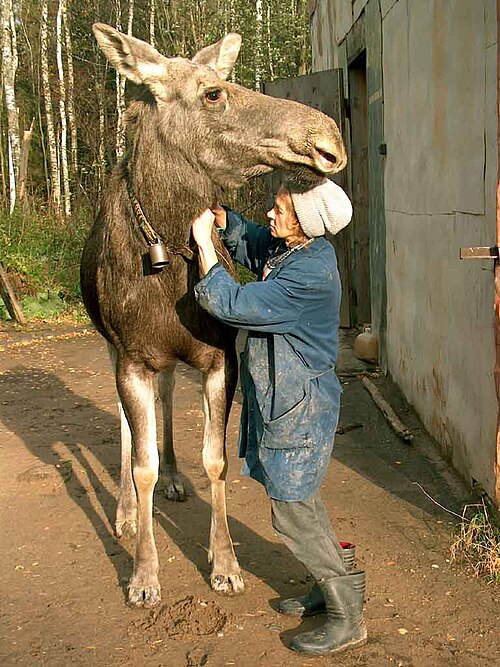 O "boi das neves": Fazenda secreta na Rússia domestica o maior cervo do mundo para produzir leite