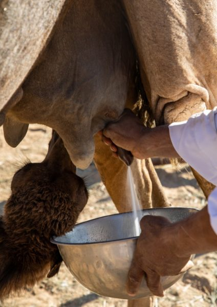 Leite de camela vira "ouro branco", atrai o agro mundial e promete ser mais nutritivo que o de vaca