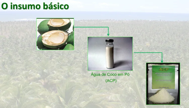 Ceará mira mercado bilionário com primeira biofábrica de água de coco em pó do Brasil