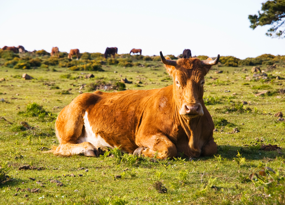 Na contramão das fábricas: O lucrativo mercado dos bois ibéricos gigantes que rendem os bifes mais caros do mundo