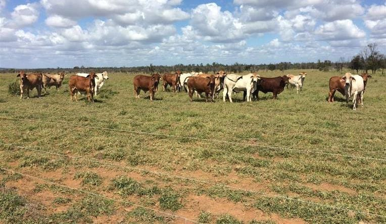 Gigante mundial vende quase 47 mil hectares de fazendas de gado por R$ 930 milhões