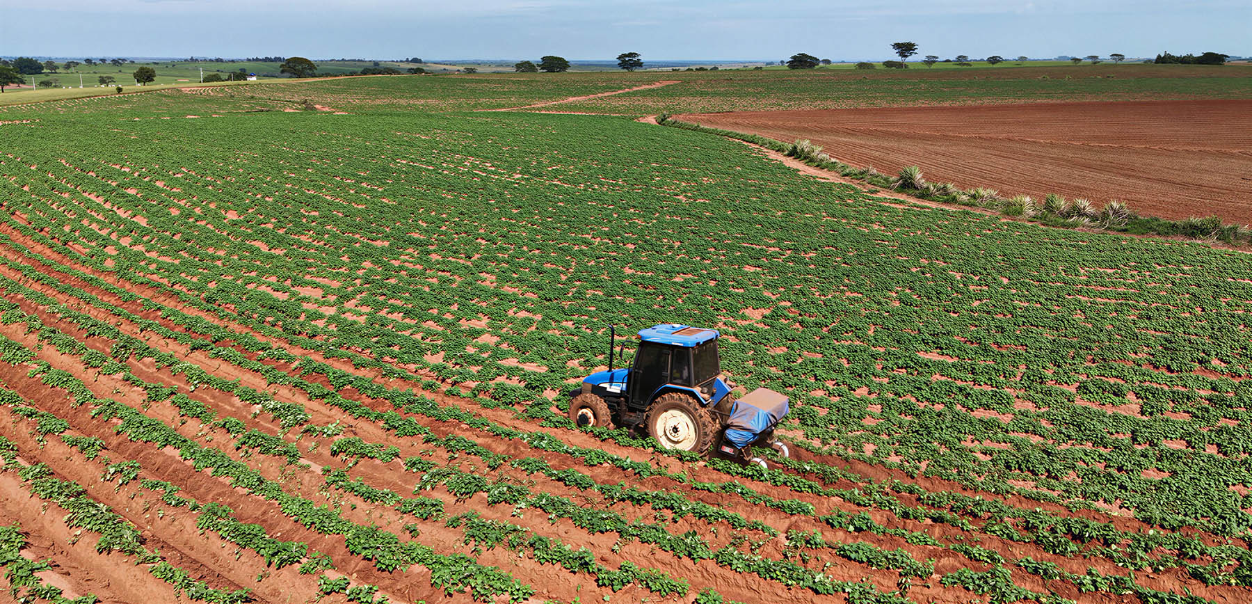 Better Group lança projeto que transforma batata-doce em etanol, biogás e nutrição animal em ciclo sustentável