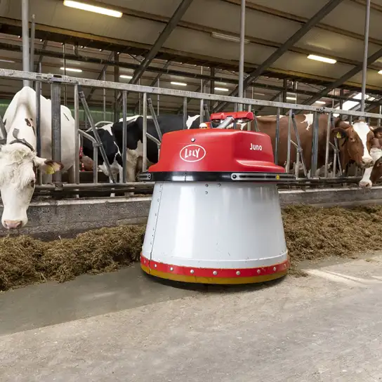 Robô alimenta vacas a cada hora e assume um dos trabalhos mais pesados da fazenda; conheça