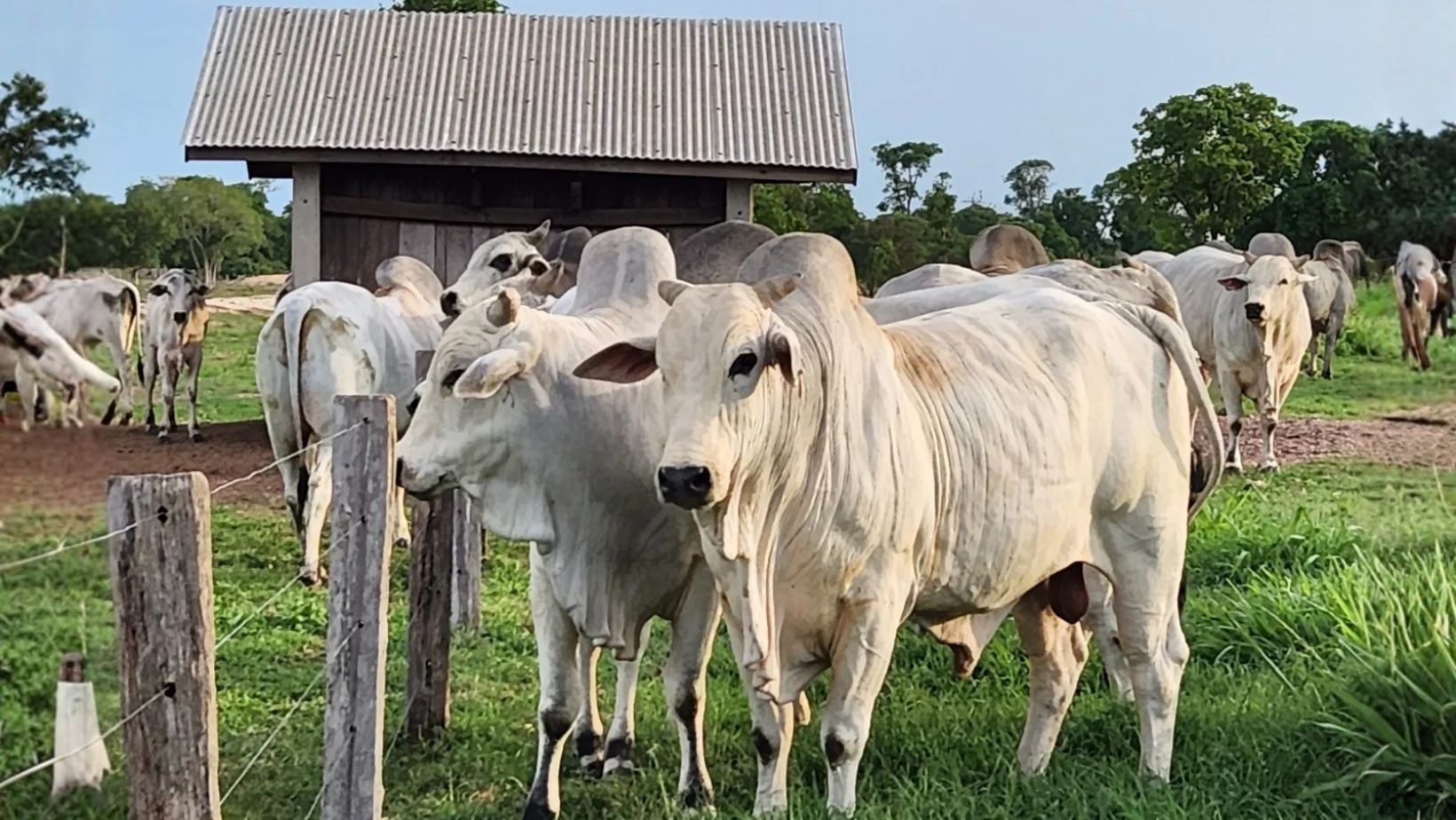 touros Nelore PO Fazenda Taquarucu