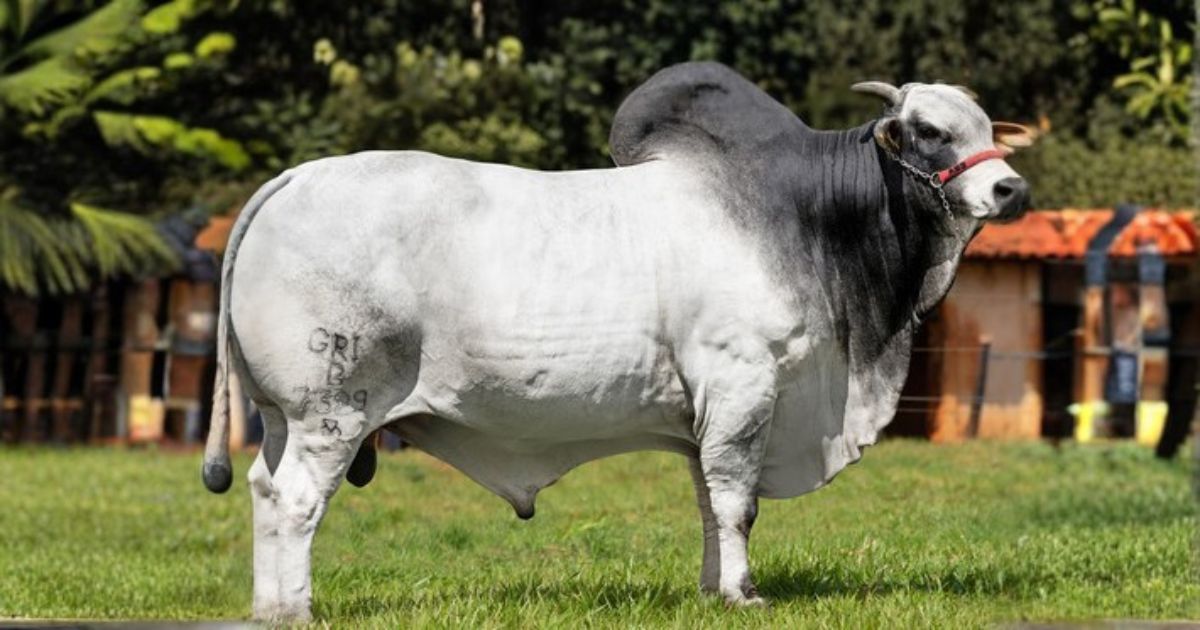 Touro Nelore Comboio FIV da Santa Nice - ABS Pecplan