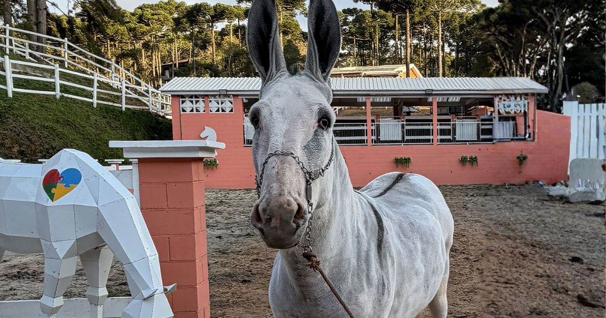 Netuno da Lagoa Dourada vira fenomeno dos muares