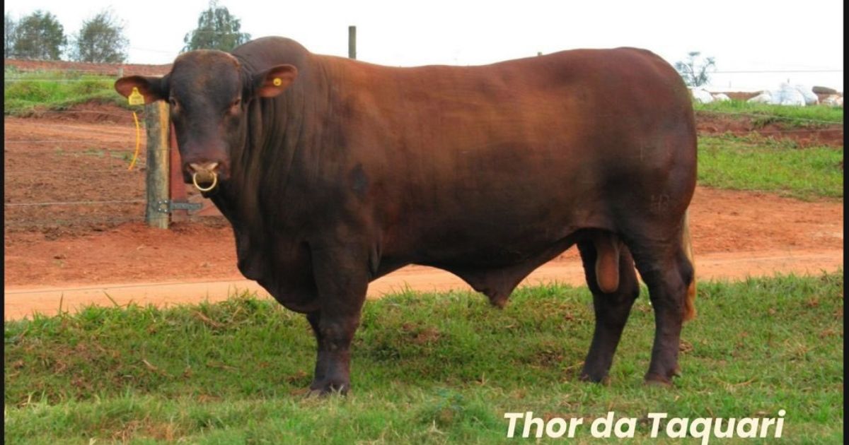 Thor da Taquari - Santa Gertrudis