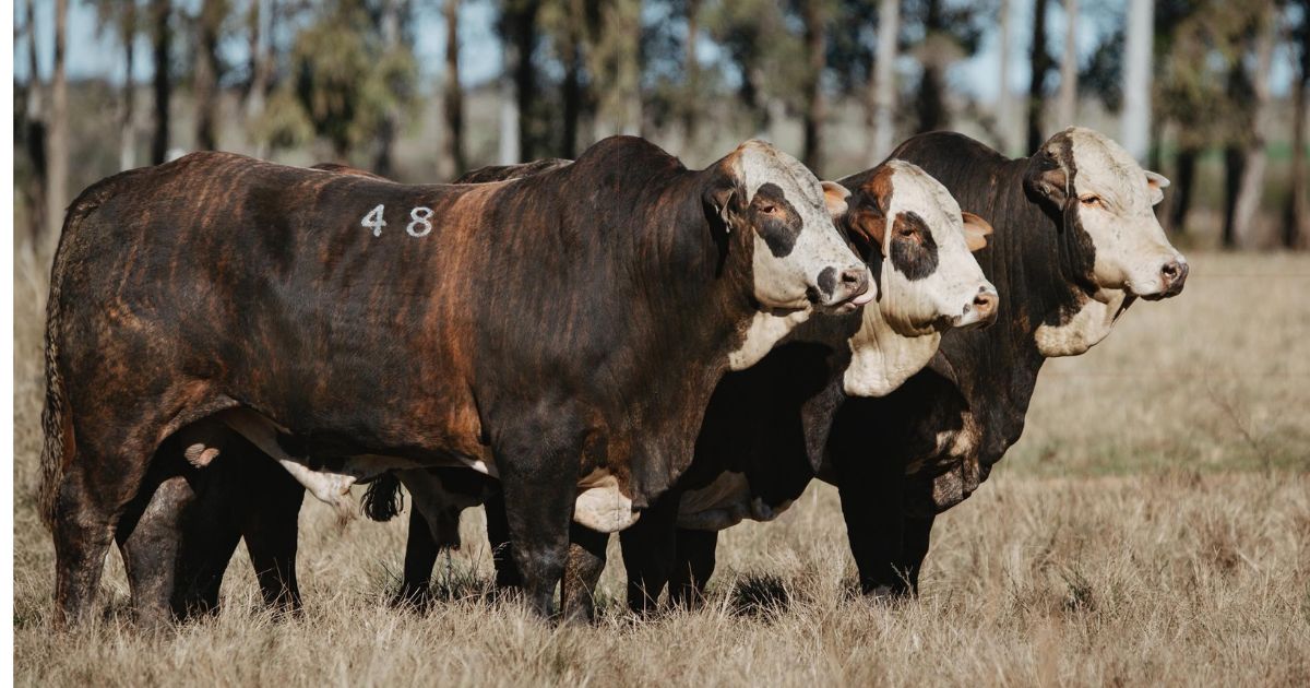 Touros Braford da Fazenda Sao Manoel