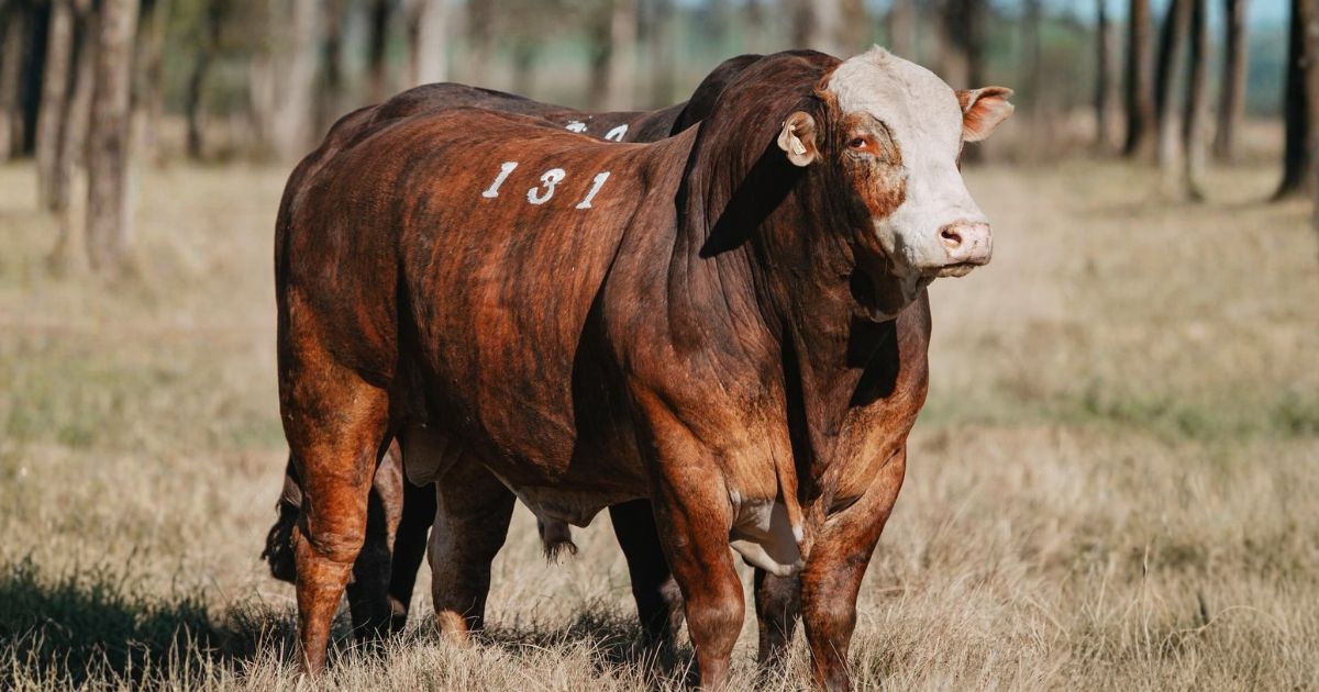 Touro Braford da Fazenda Sao Manoel