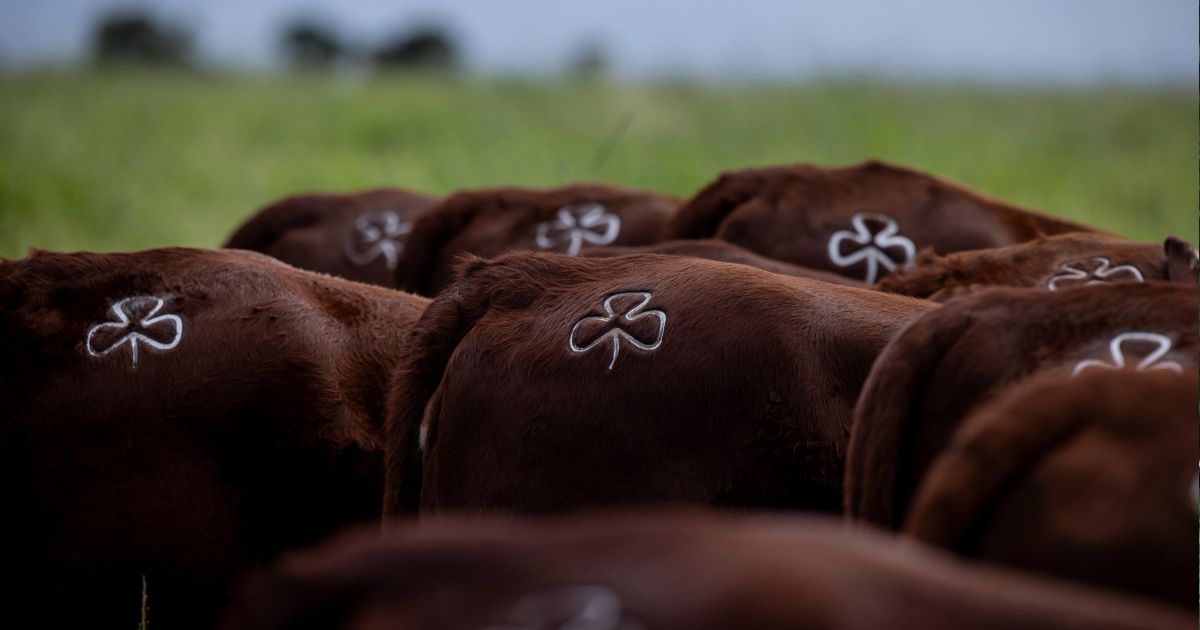 gado braford da Fazenda Esperanca em Alegrete