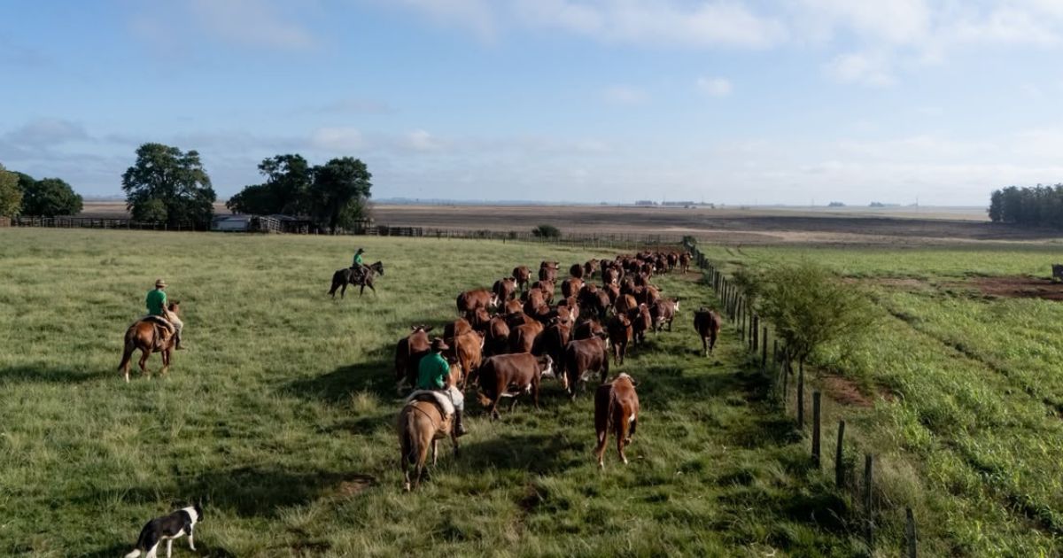 gado braford da Fazenda Esperanca em Alegrete