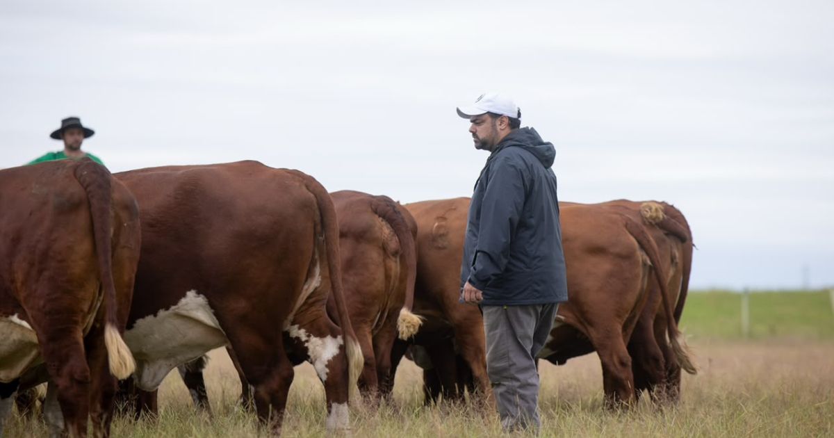 gado braford da Fazenda Esperanca em Alegrete - Raphael Houayek