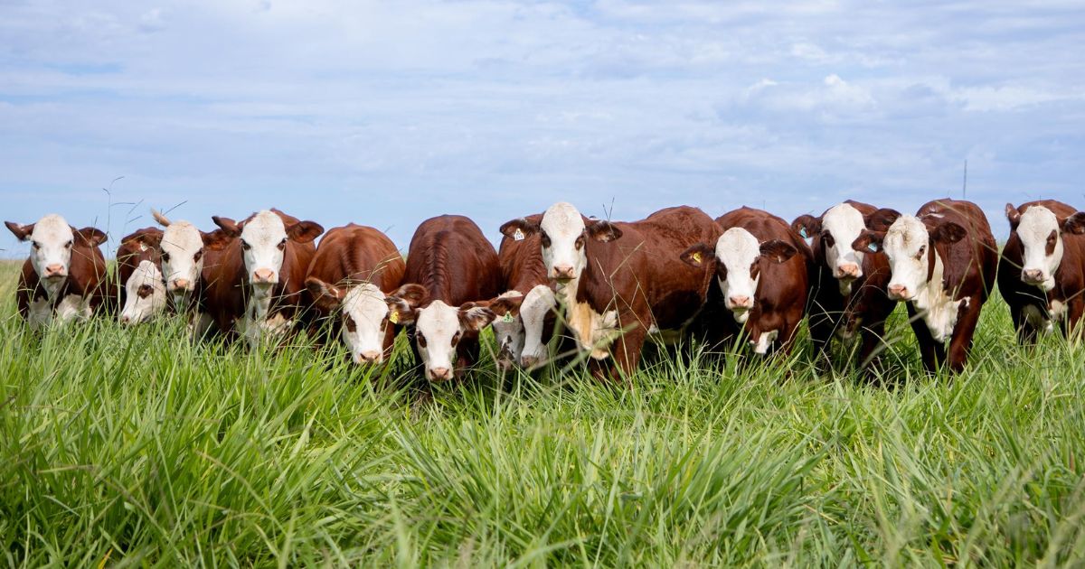 gado braford da Fazenda Esperanca em Alegrete