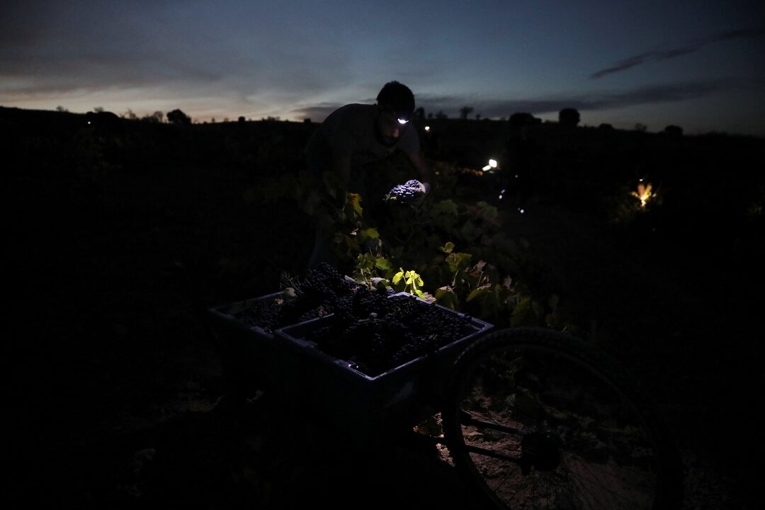 Calor extremo muda rotina no campo e agricultores passam a trabalhar de madrugada
