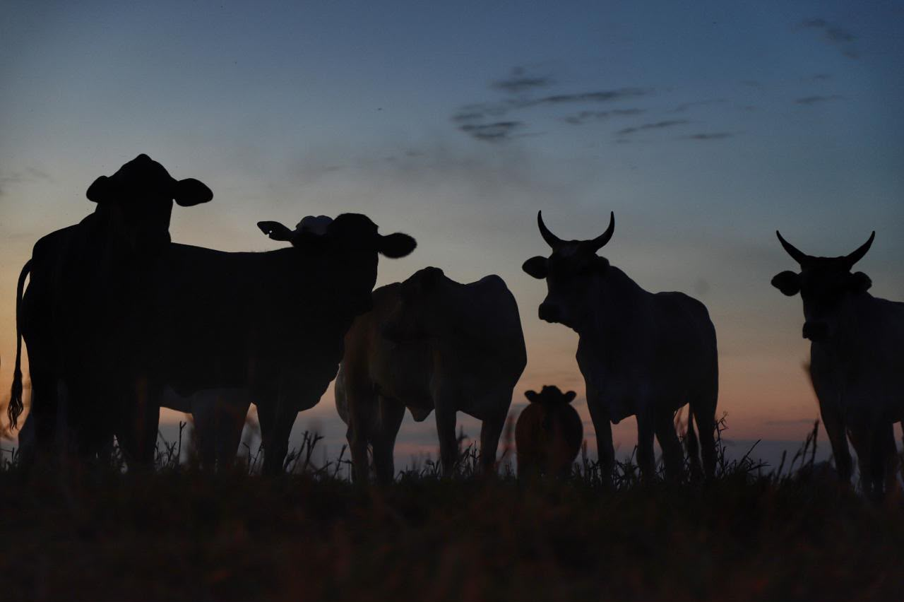 Valor Bruto da Produção Agropecuária do Paraná bate recorde e chega a R$ 213 bilhões em 2025