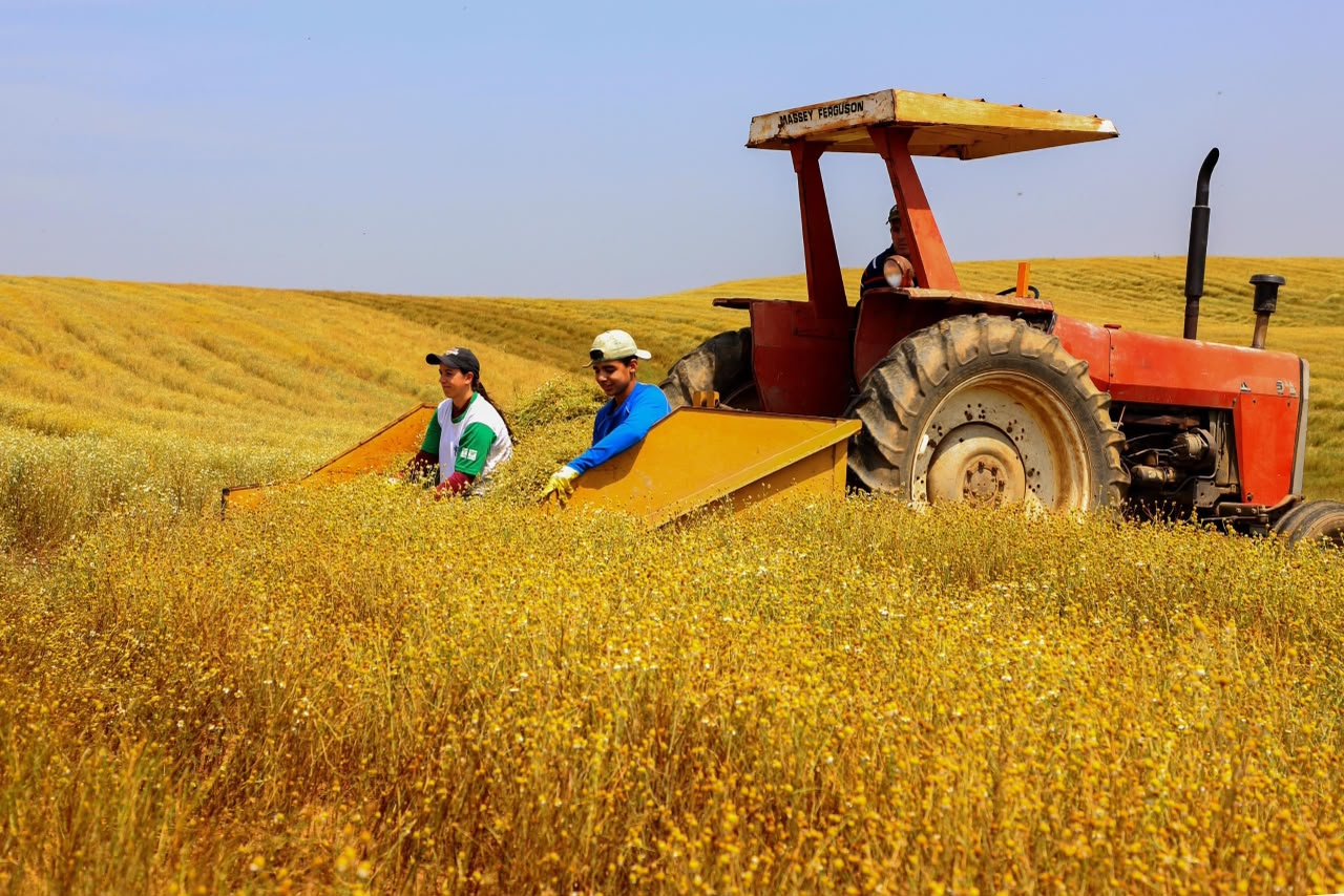 Valor Bruto da Produção Agropecuária do Paraná bate recorde e chega a R$ 213 bilhões em 2025