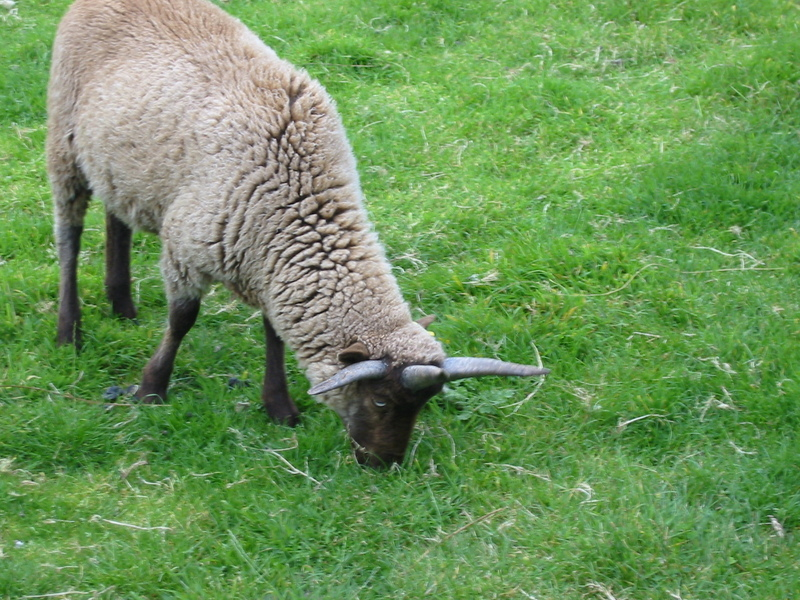 Conheça a Manx Loaghtan, ovelha rara que pode carregar até seis chifres