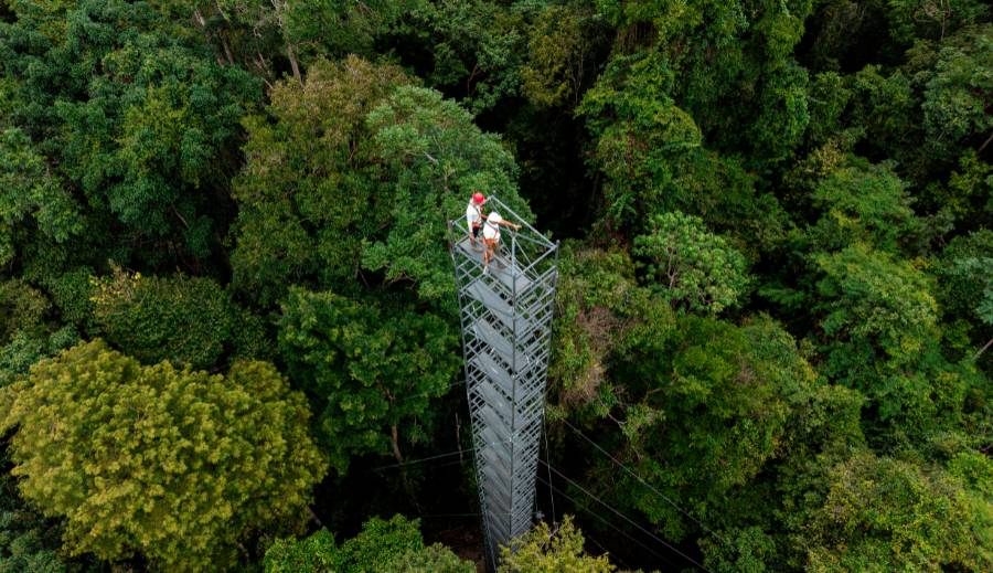Agricultor de 93 anos recupera floresta, faz riacho voltar a correr e transforma fazenda em laboratório da ciência