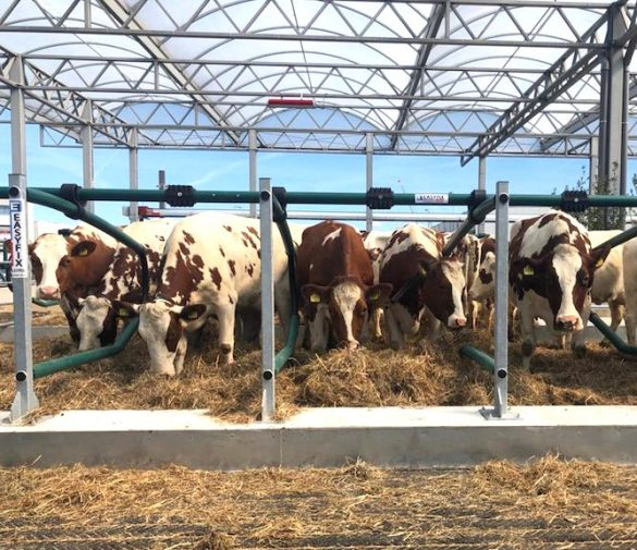 A primeira fazenda leiteira flutuante do mundo está à venda; entenda o motivo