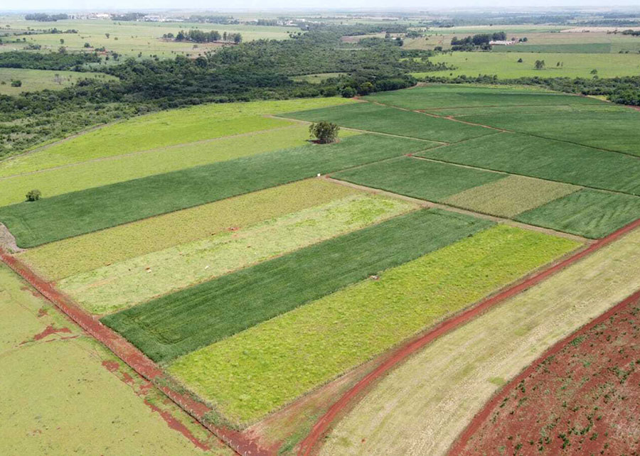 Produtividade da soja cresce 11,1% a cada avanço nos níveis de manejo do solo