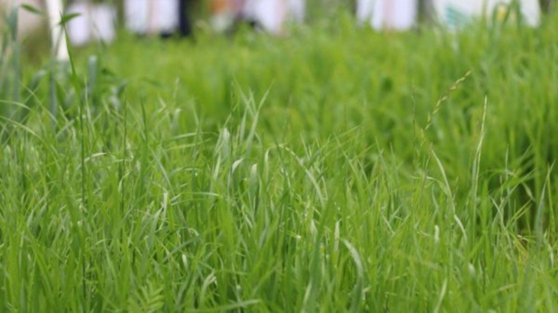 Diversidade de plantas forrageiras amplia opções para produtores rurais