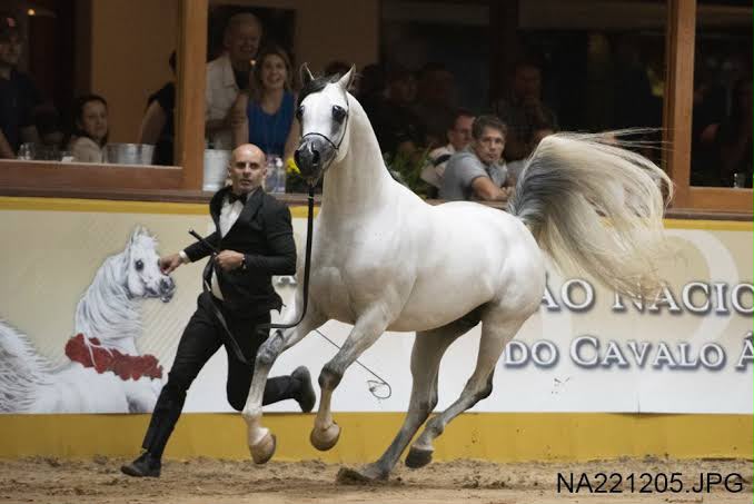 Genética brasileira atravessa fronteiras e coloca filhos de garanhão entre a elite mundial do Cavalo Árabe