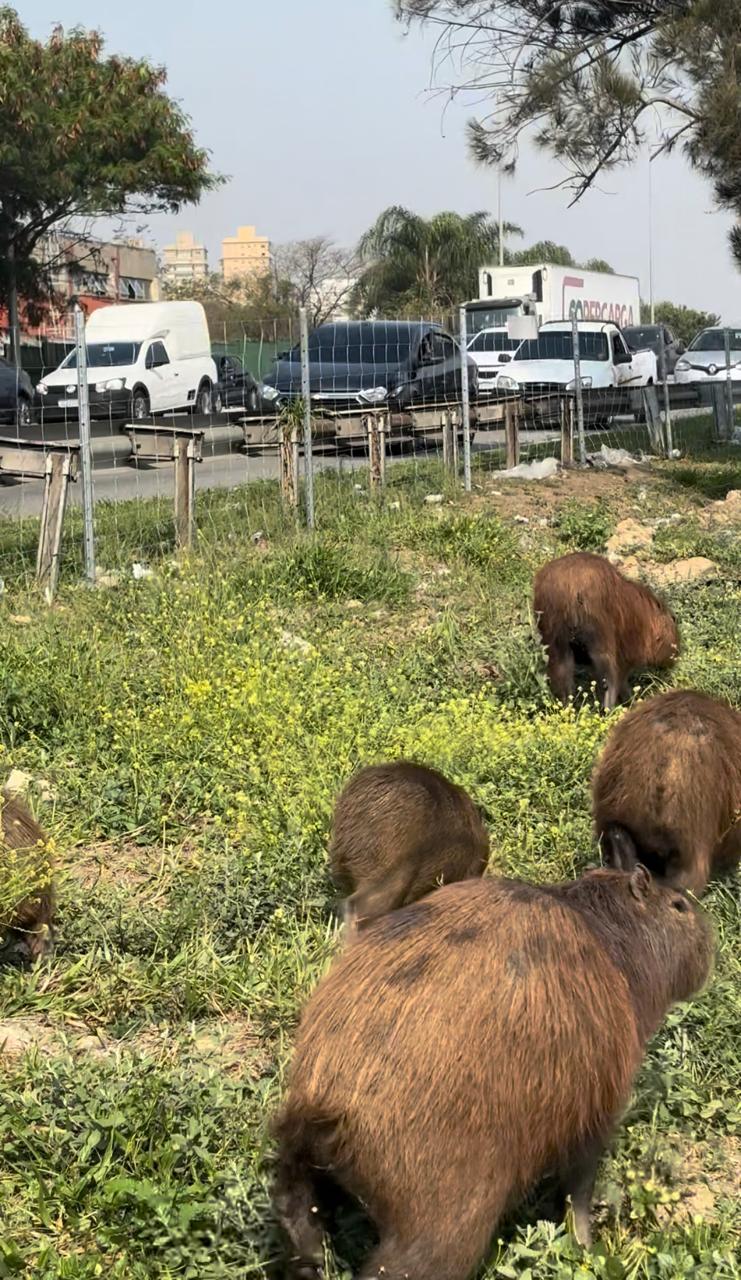 Cai drasticamente número de acidentes com capivaras dois anos após instalação de cercas de proteção na Marginal Pinheiros