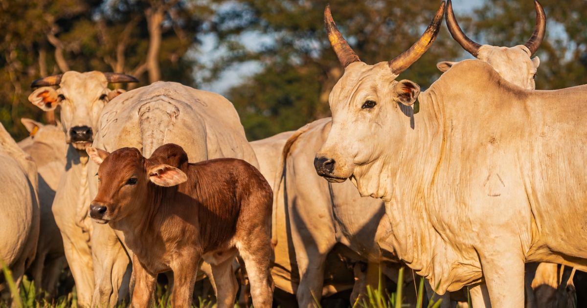 Boran nasce na Maragogipe: genética importada dá início a novo projeto em Mato Grosso do Sul