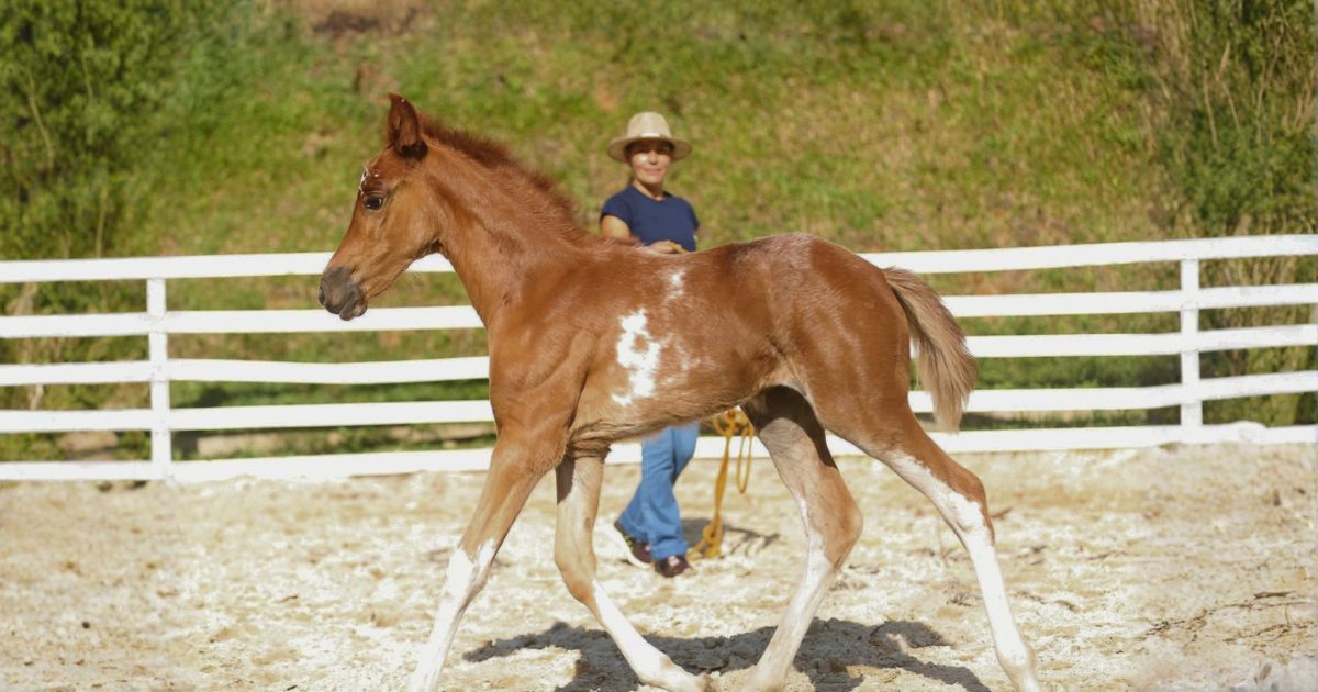 Cloe da Lilica - potra nascida no Rancho Alegria