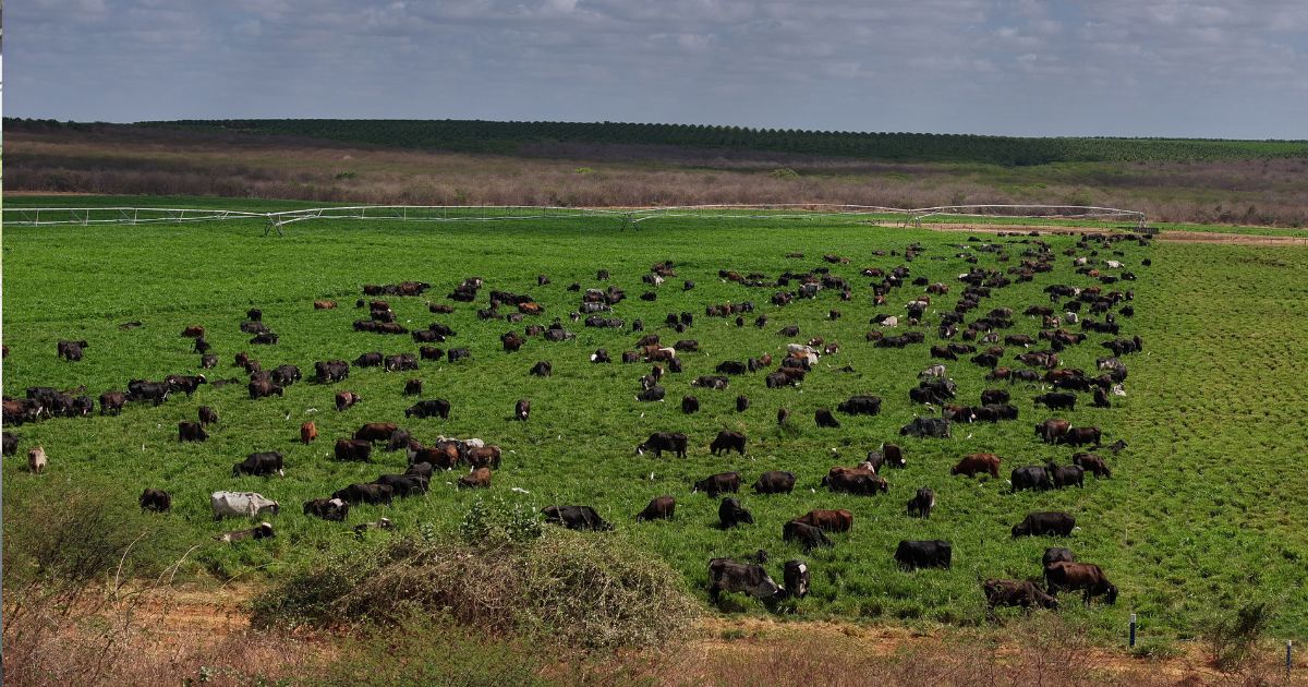 Conheça o produtor que deu “porteirada histórica” e comprou 80 bezerras Girolando de uma só vez