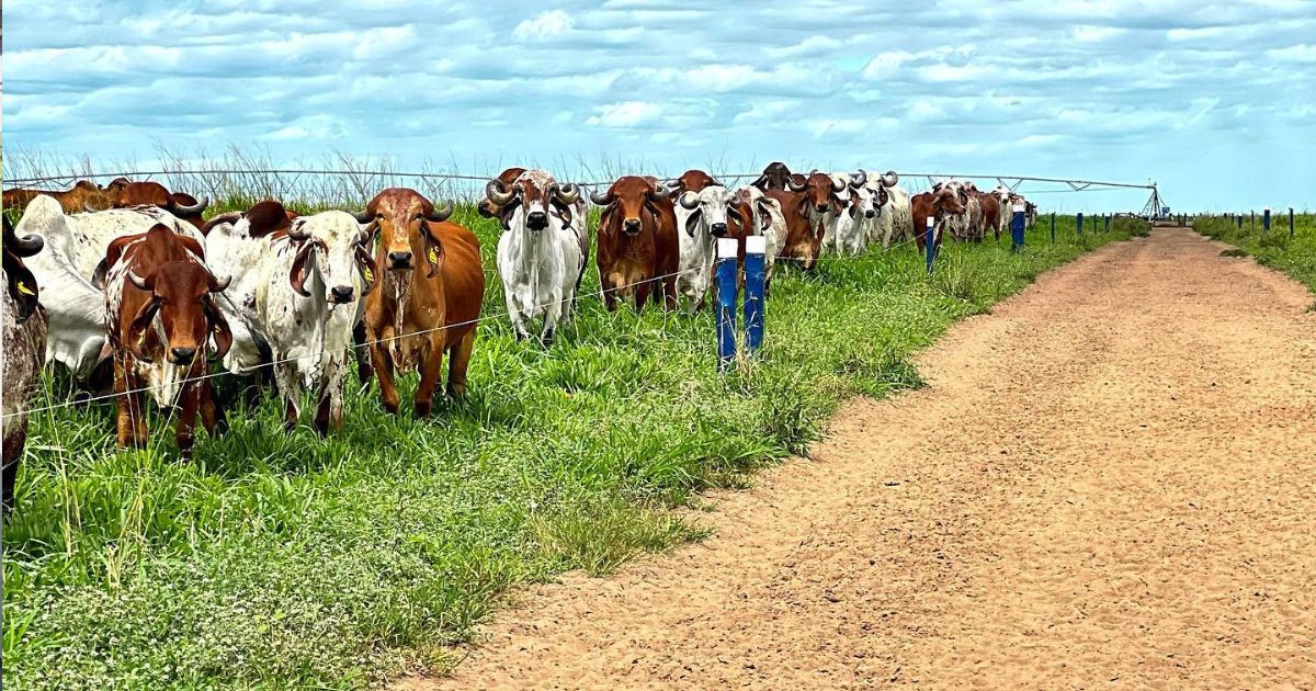 Gir Leiteiro da Fazenda Vale do Castanhao