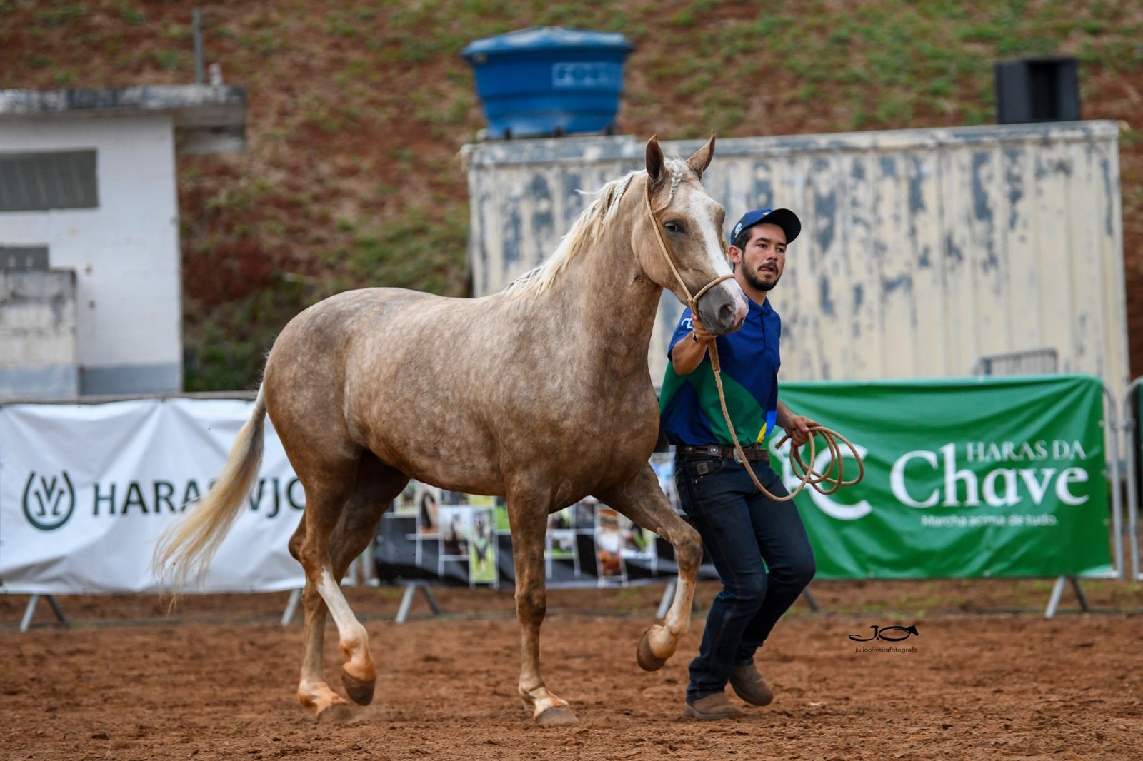 Odalisca do Gadu - 3 Reservada Campea Brasileira (2026) - Potra amarilha do time de pista do Rancho Alegria